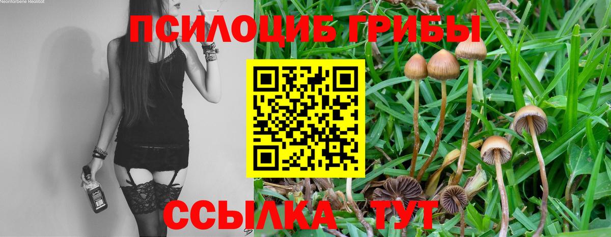 Тара  Галлюциногенные грибы мицелий  Вход с VPN 